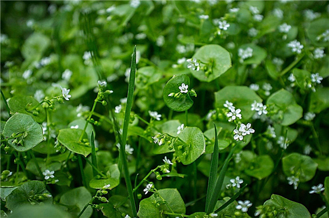 Is Miner’s Lettuce Edible: How To Grow Claytonia Miner’s Lettuce