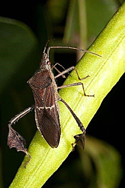 ¿Qué son los insectos con patas de hoja? Aprenda sobre el daño de las patas con hojas