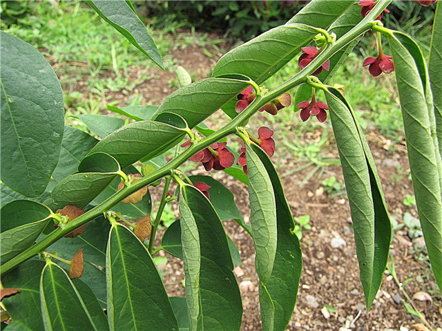 Información de la planta de Katuk: aprenda sobre el cultivo de un arbusto de Katuk