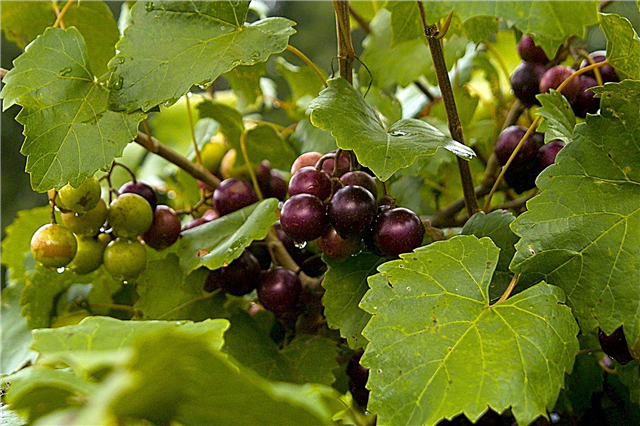 Muscadine Grapevine Planting: Maklumat mengenai Muscadine Grapevine Care