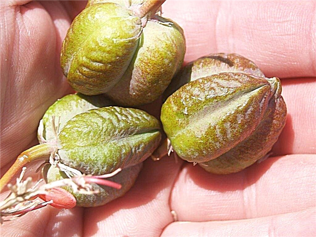 Propagação de sementes de mandioca: dicas para plantar sementes de mandioca