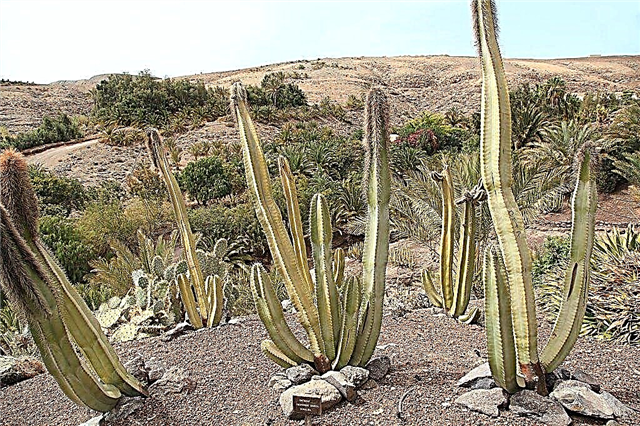 Totem-napakaktuksen istutus: Vinkkejä Totem-napa-kaktushoitoon