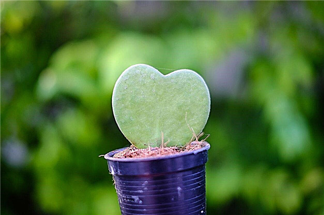 Cuidados com a planta Hoya querida: Plantas de casa Hoya Valentine crescentes