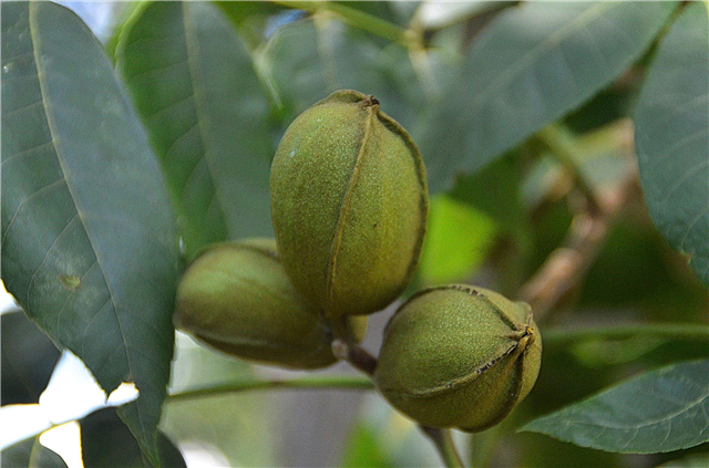 Toxicita pekanového stromu - môže juglone v pekanovom liste poškodzovať rastliny