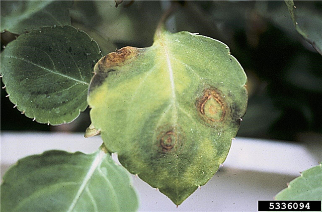معلومات INSV - النباتات المصابة بفيروس Impatiens Necrotic Spot