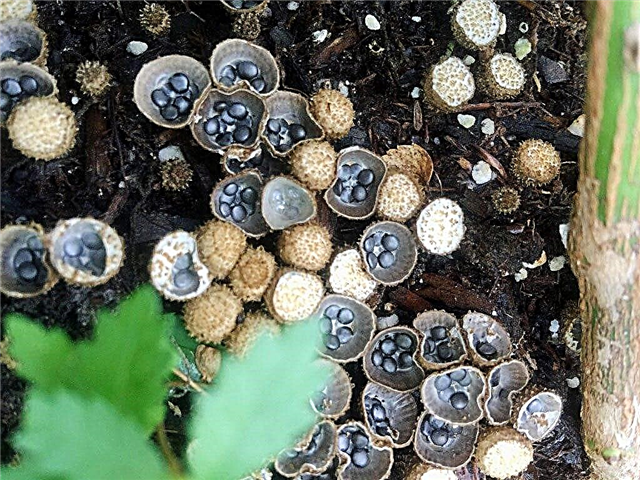 Fungo de ninho de pássaro nos jardins: dicas para se livrar do fungo de ninho de pássaro