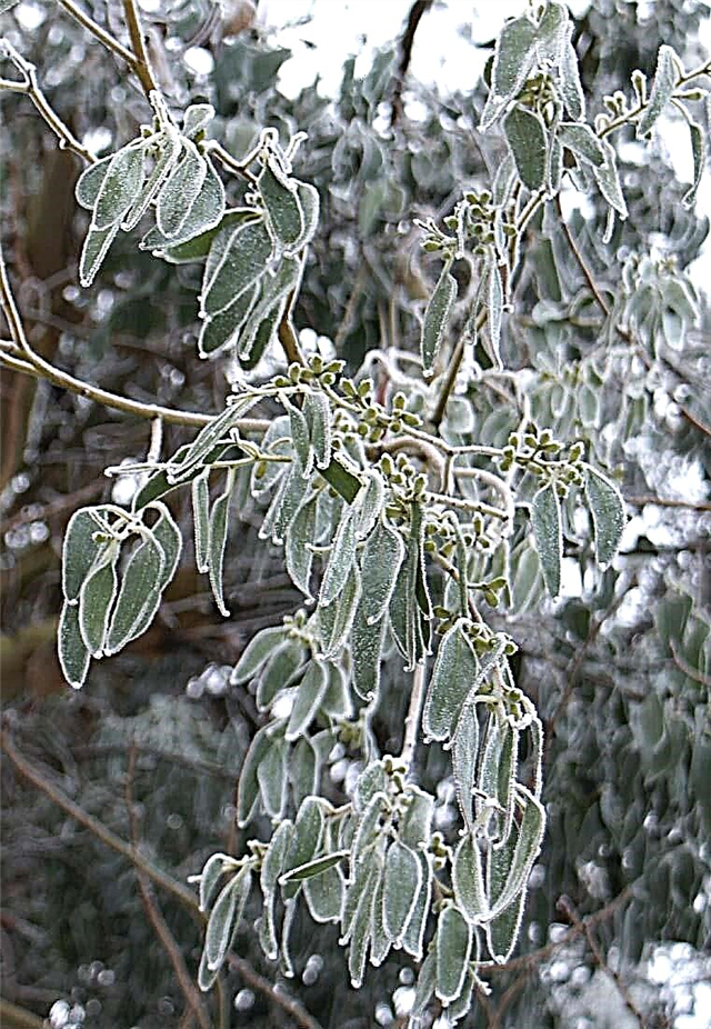 Eukalyptus-Kälteschaden: Können Eukalyptusbäume kalte Temperaturen überstehen?