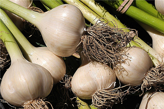 Diferite tipuri de usturoi: soiuri de usturoi pentru a crește în grădină