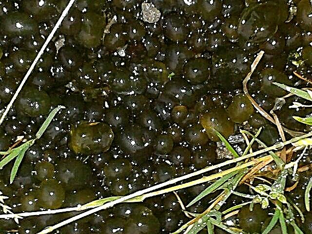 Maklumat Jelly Lichen: Apa itu Tar Jelly Lichen