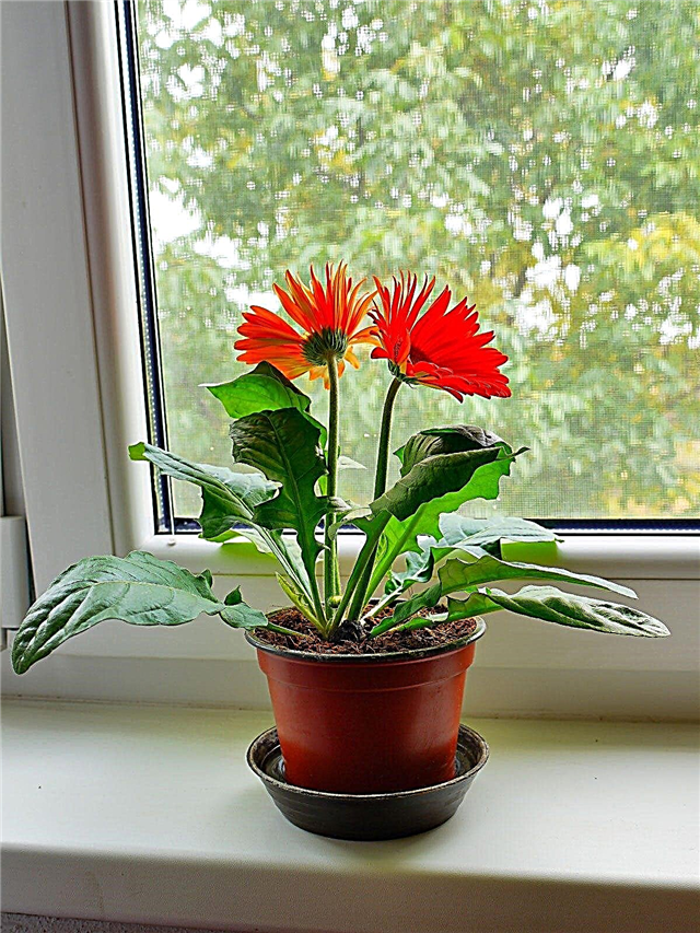 Izbové rastliny Gerbera: Tipy pre pestovanie sedmokrásky Gerbera vo vnútri