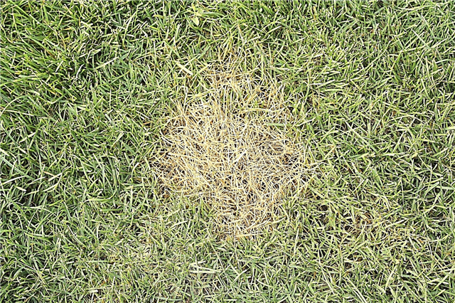 Brown Lawn Fixes: So reparieren Sie Flecken und braune Flecken auf Gras