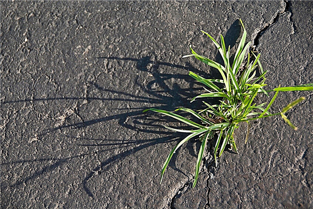 Mauvaises herbes communes dans les chaussées: traitement des mauvaises herbes qui poussent dans les fissures des chaussées