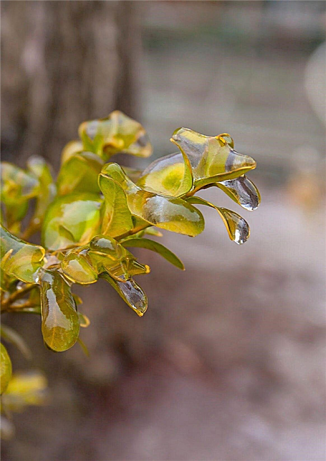 회양목 겨울 보호 : 회양목에서 감기 부상 치료