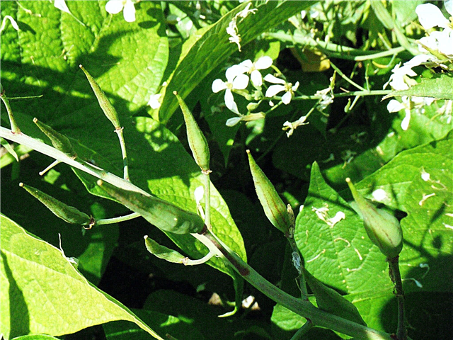 Запазване на семена от репички: как да събираме шушулки от семена от репички