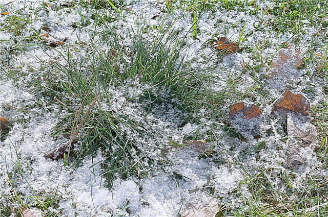 تلف الحديقة الشتوية: معالجة المروج مع الضرر البارد