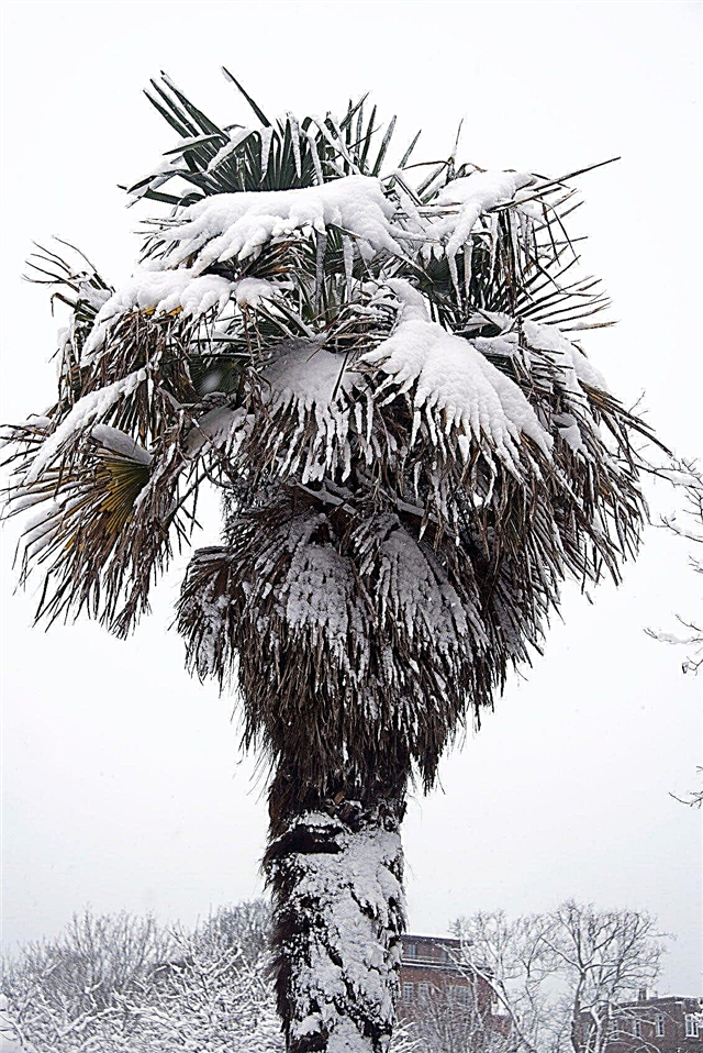 Überwinterung einer Palme: Tipps zum Einwickeln von Palmen im Winter
