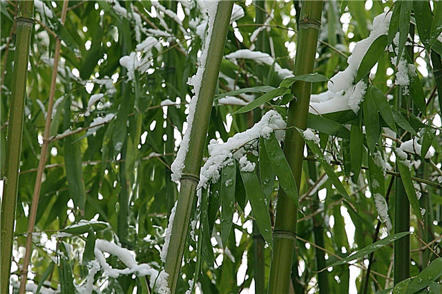 أصناف الخيزران هاردي: زراعة نباتات الخيزران هاردي الباردة