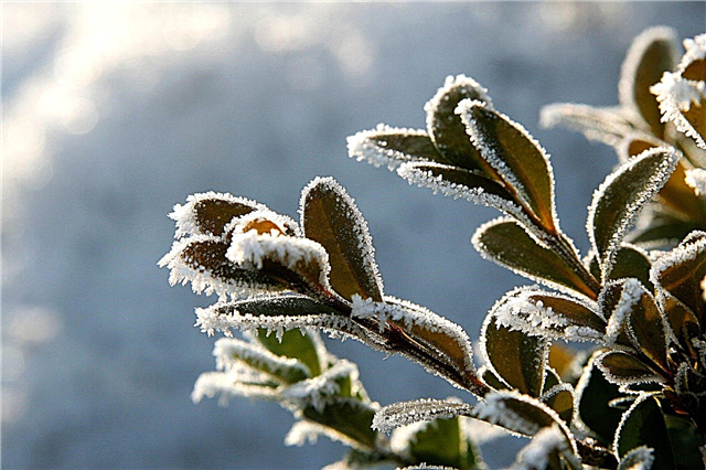 Dommages hivernaux à feuilles persistantes: que faire pour les blessures causées par le froid dans les arbres à feuilles persistantes