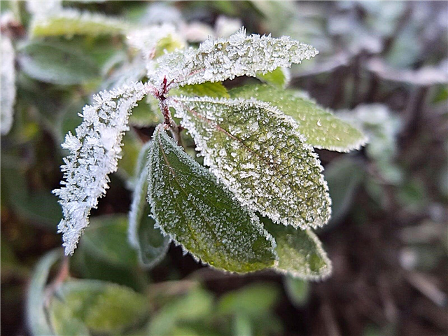 Зимни щети на храсти: Видове студени наранявания в храсти