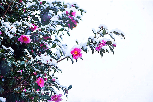 „Camellia“ šalčio pažeidimai: sužinokite apie kamerų apsaugą žiemą