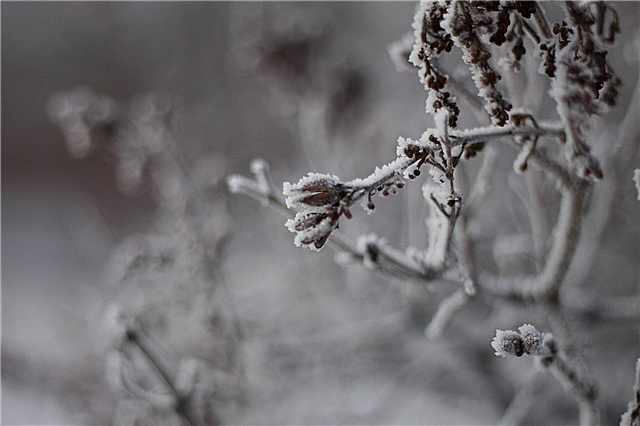 Зимовање грмова јоргована: савети за негу јоргана зими