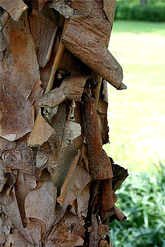 Scoarța de câine Decojire: fixarea scoarței de copaci pe copaci de câini