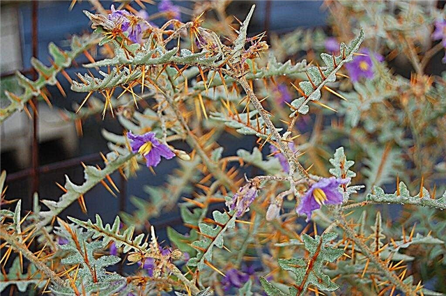 Что такое Solanum Pyracanthum: Уход и информация о дикобразах