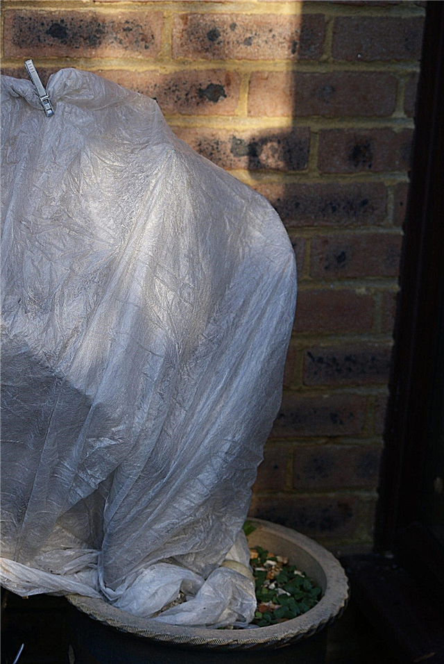 Balenie figovníka v zime: tipy na balenie figovníka v zime