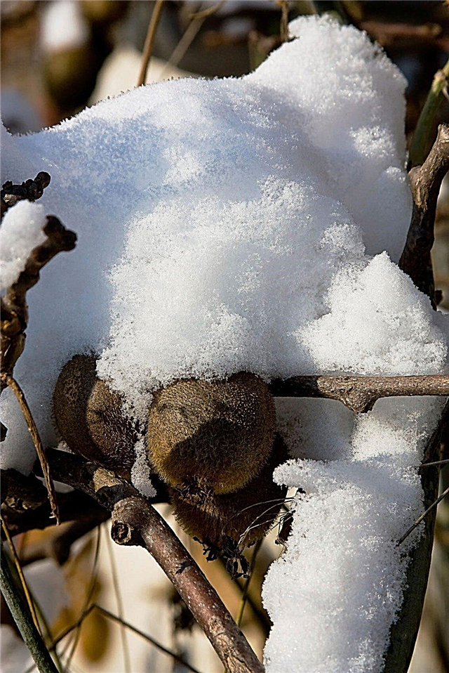 رعاية الشتاء الكيوي: رعاية الكيوي هاردي خلال فصل الشتاء