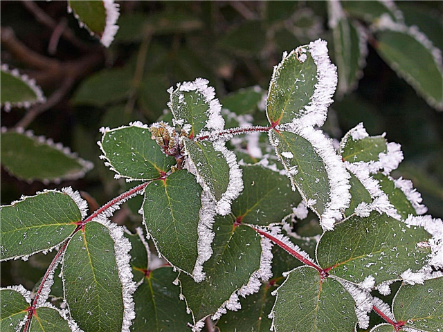 Blueberry Winter Damage: Pleje af blåbær om vinteren