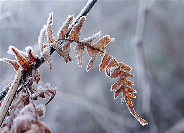 Morte no inverno de plantas: Por que as plantas morrem no inverno