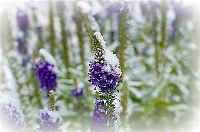 Delphinium téli ápolás: A Delphinium növények téli előkészítése