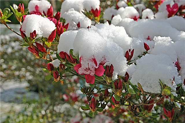 Protección invernal para las azaleas: cuidado de los arbustos de azalea en invierno