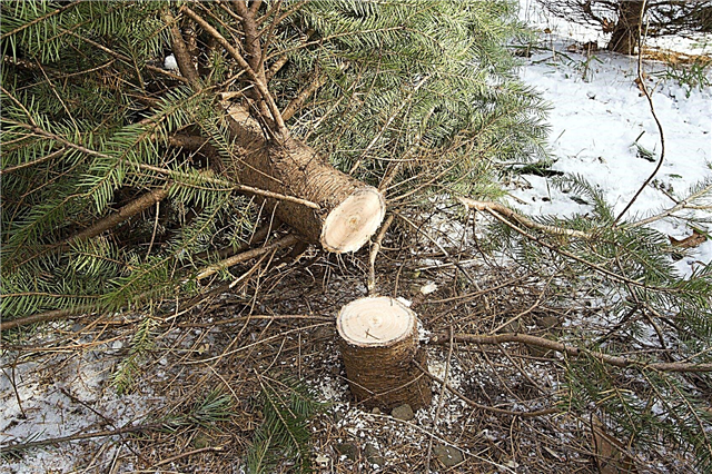 Información sobre la replantación de un árbol de Navidad sin raíces