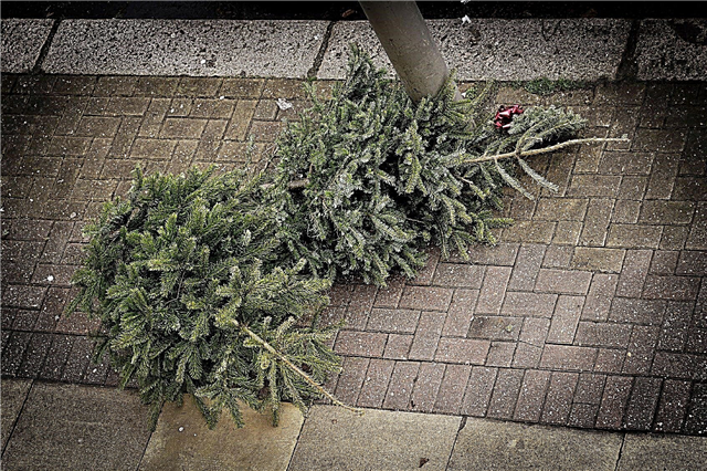 Élimination de l'arbre de Noël: comment recycler un arbre de Noël