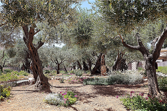 Che cos'è un giardino ebraico: come creare un giardino biblico ebraico