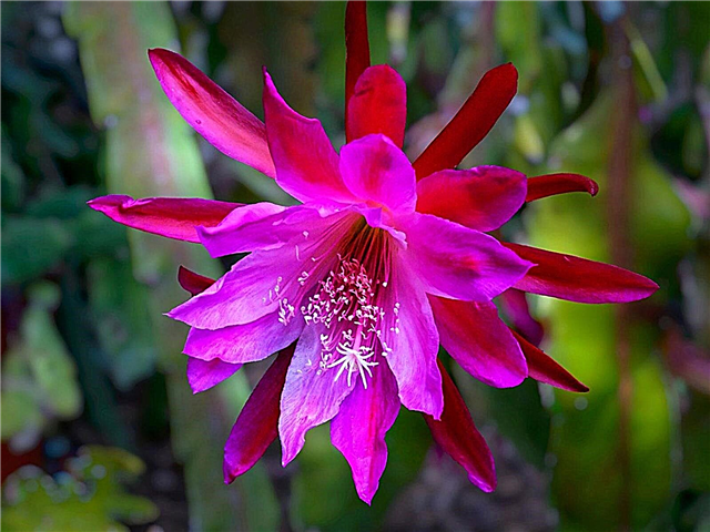 Njega biljaka Epiphyllum: Savjeti za uzgoj Epiphyllum Kaktusa