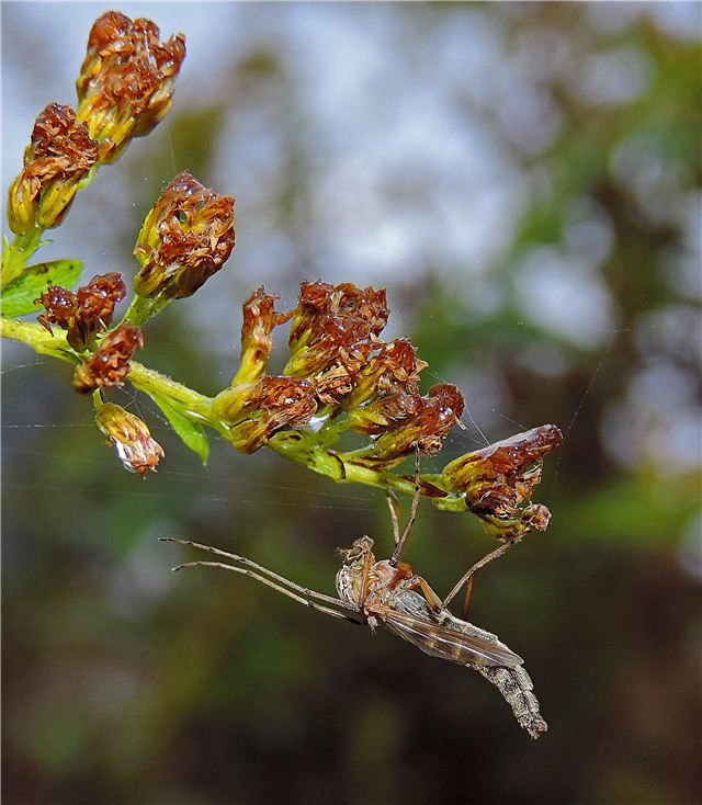 ดอกเล็กมิดในพืช: วิธีการควบคุมแมลงศัตรูพืชชนิดหนึ่งในดอกตูม