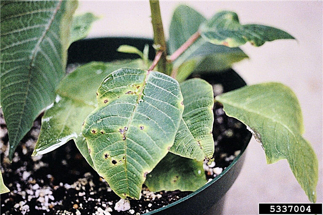 Загорнута рослина пуансеттії: закріплення пуансеттії з зморщеним листям