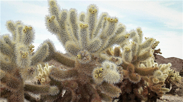 Грижа за кактус Cholla: Съвети за отглеждане на Cholla Cactus