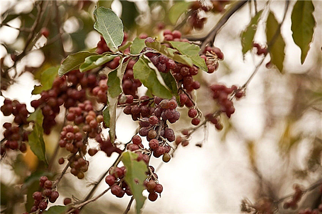 Informationen zu russischen Oliven: Wie man einen Elaeagnus-Strauch züchtet