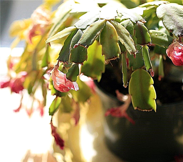 Marchitez de flores en cactus de navidad: arreglando flores de cactus de navidad marchitas