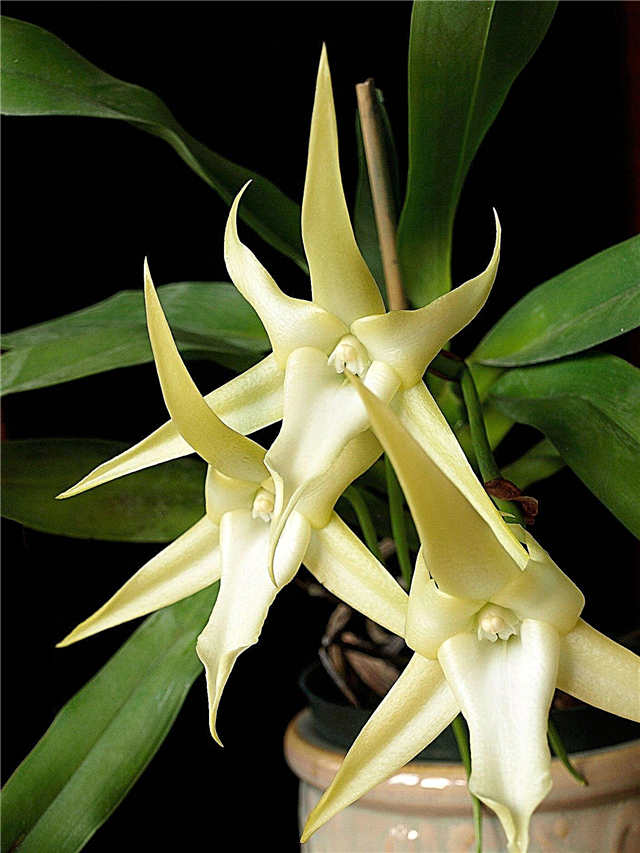 Christmas Star Orchids: tips för odling av star orchid växter
