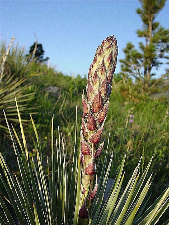 Yucca Uses - Can You Grow Yucca Plant as Food