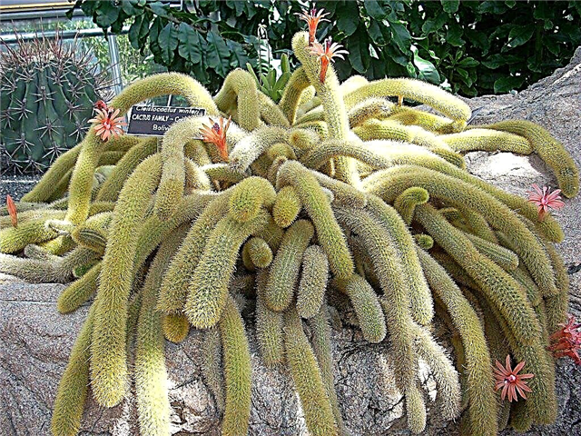 Tarantula kaktusetaim: kuidas tarantula kaktus kasvatada