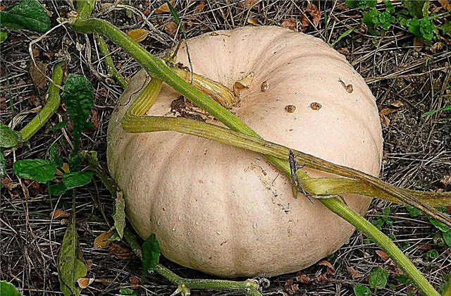 Peanut Pumpkin Info og ta vare på og lær om peanut Pumpkin er spiselig