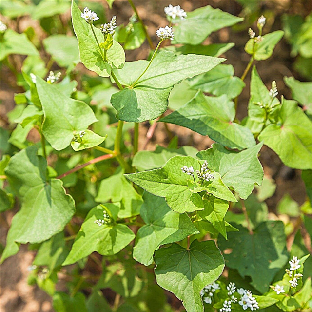 วิธีการเติบโต Buckwheat: เรียนรู้เกี่ยวกับ Buckwheat ใช้ในสวน
