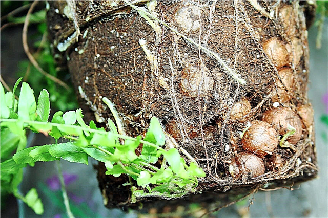 Nódulos de raíz en el helecho de Boston: ¿Cuáles son las bolas en las raíces de las plantas de helecho?
