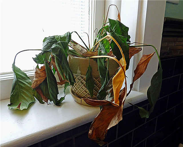 Muerte súbita de la planta: razones por las que una planta de interior se está volviendo marrón y muriendo