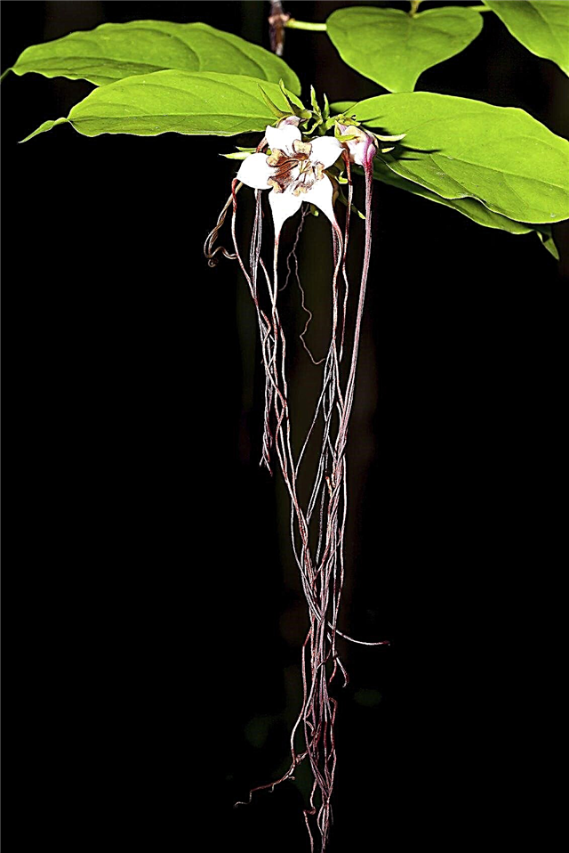 Strophanthus Plant Care: How to Grow Spider Tresses